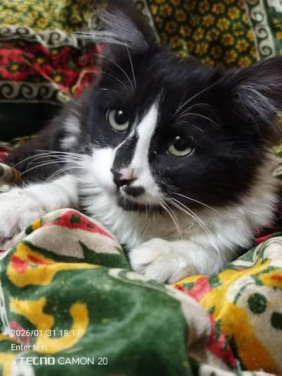 Healthy semi Persian cat