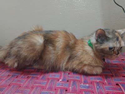 kitten