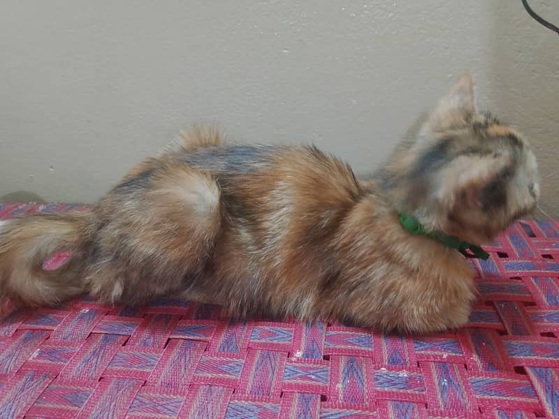 kitten 1
