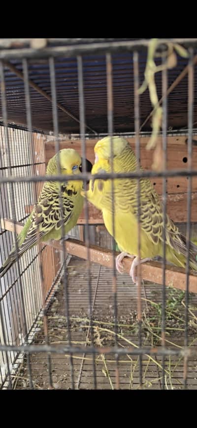 UK bloodline exhibition budgies