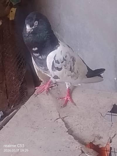 pigeon for sale
