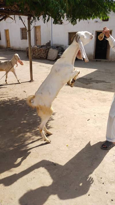 Rajanpuri Bakra for Qurbani