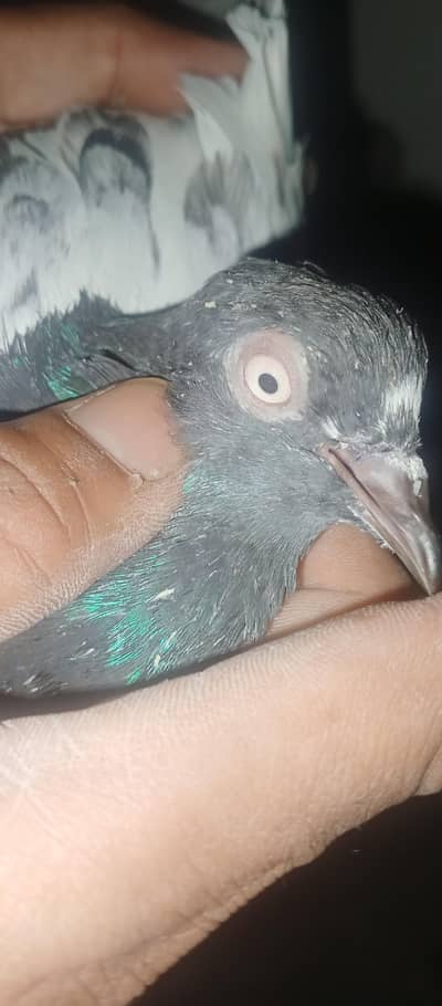 original Kali NOK wale old breed Teddy kabootar kabutari