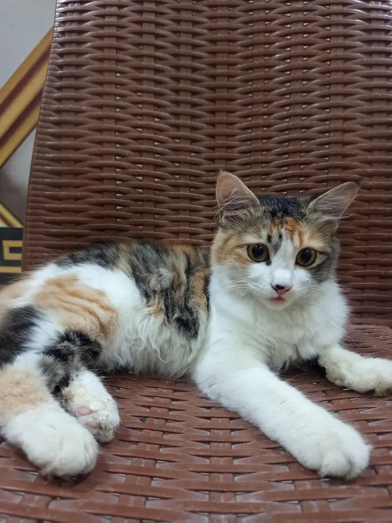 Fluffy double coat kitten — photo 2