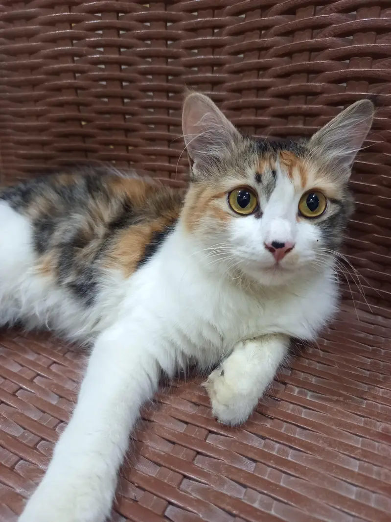 Fluffy double coat kitten — photo 3