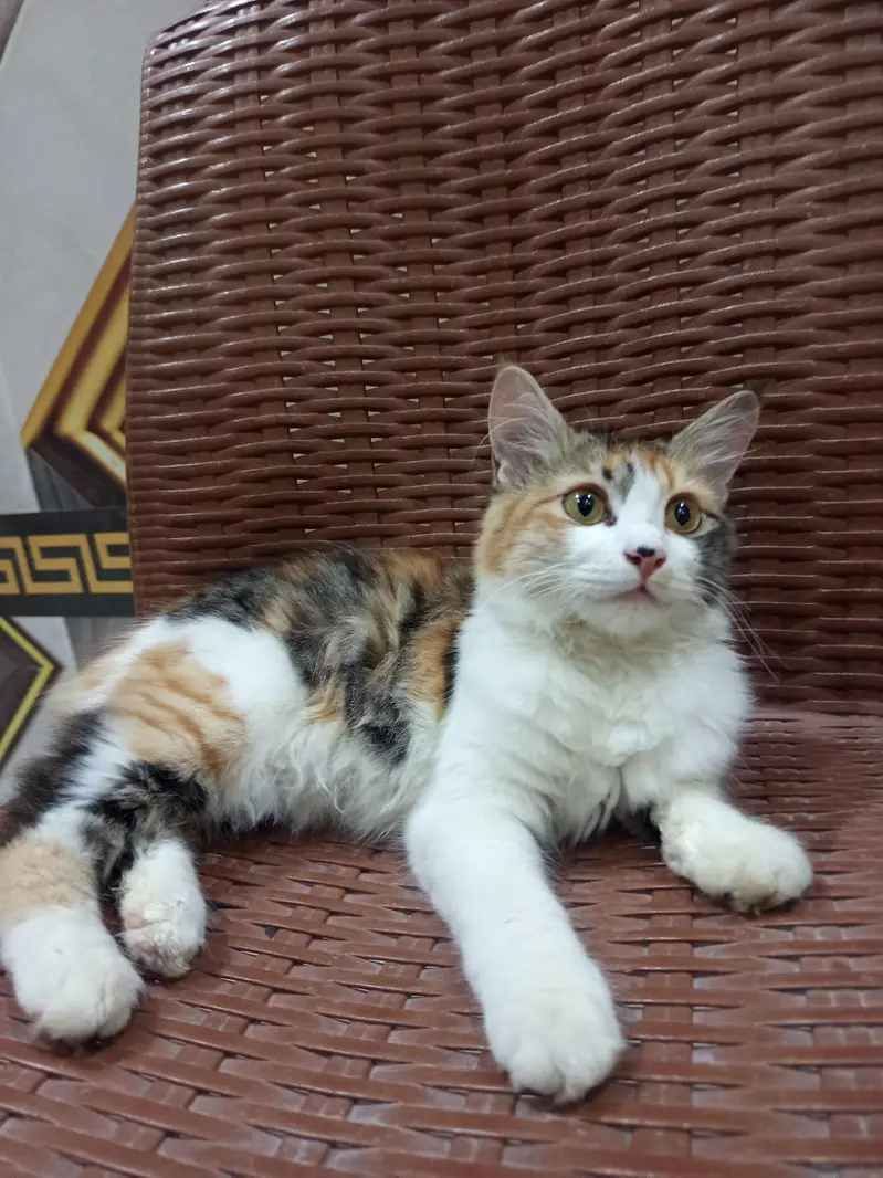 Fluffy double coat kitten — photo 4