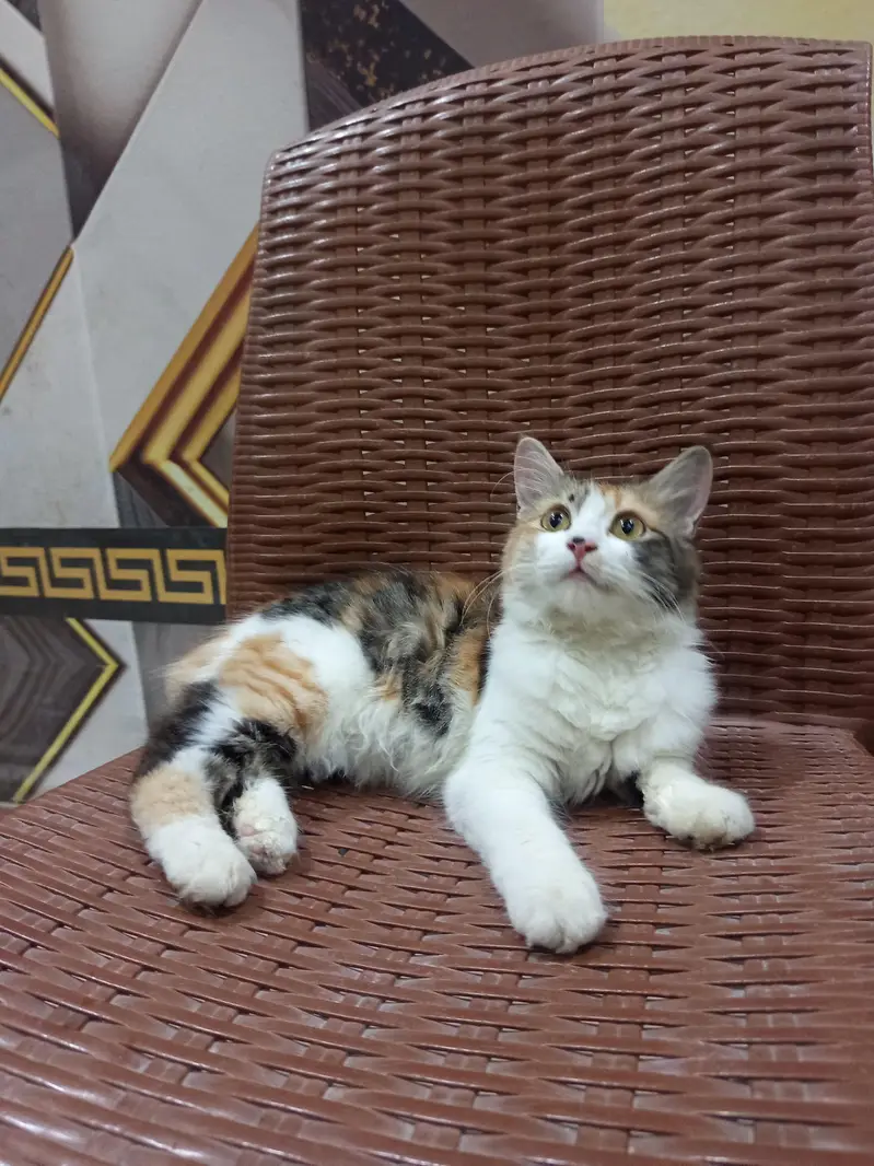 Fluffy double coat kitten — photo 5