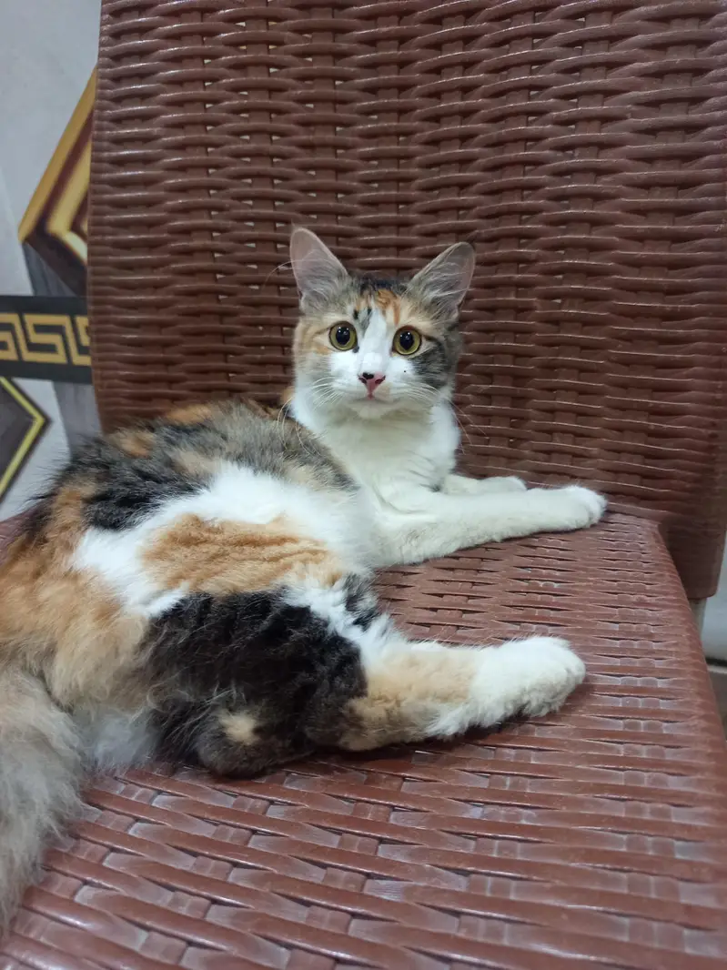 Fluffy double coat kitten — photo 6