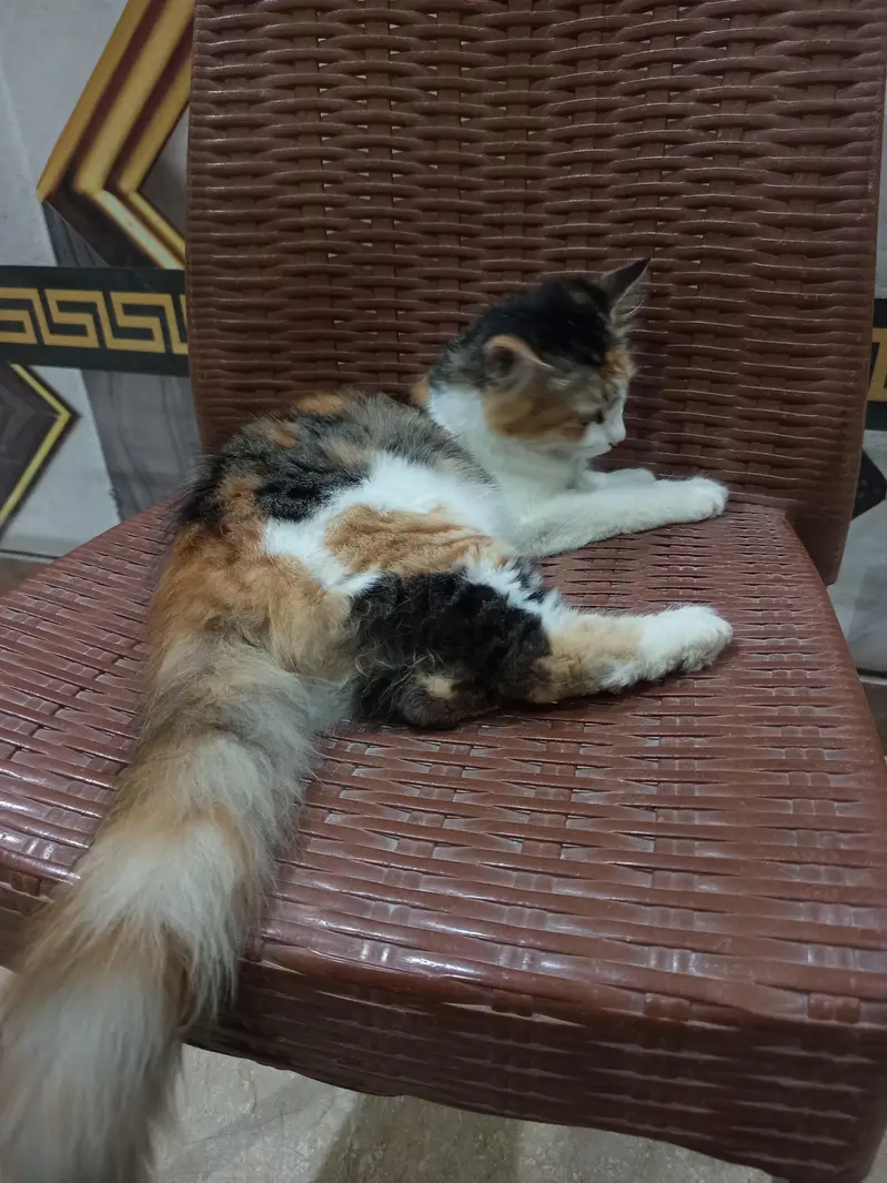 Fluffy double coat kitten — photo 7