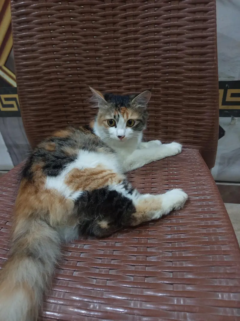 Fluffy double coat kitten — photo 8