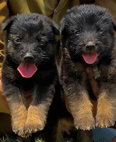 German long coat male female for sale avai