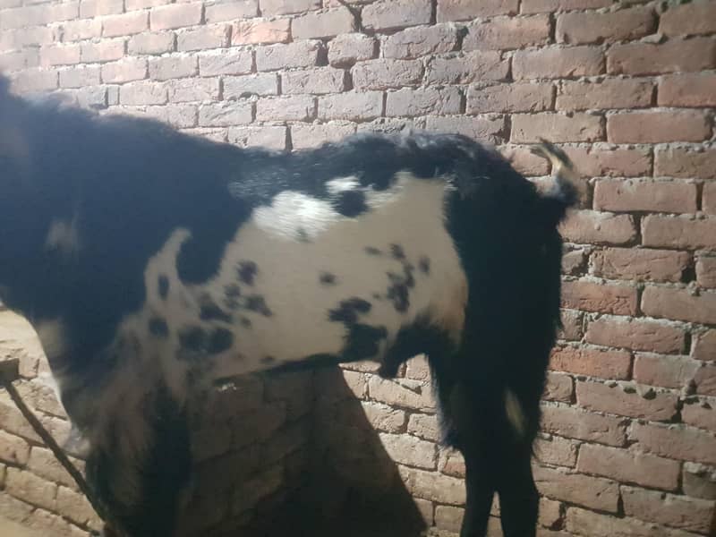 pure Peter bakra 8