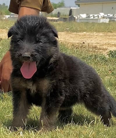 German Shepherd long coat male age 1.5 month old for sale