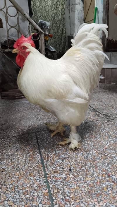 white buff murga murgi