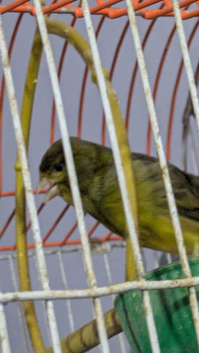 jumbo Canary Male Full Singing start