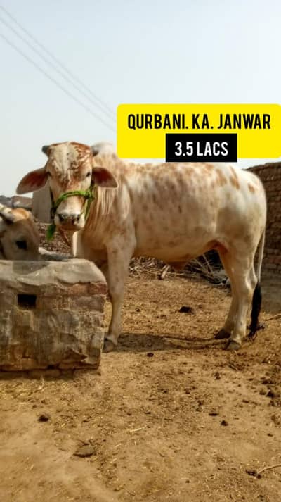 2 Qurbani Bulls Available For sale khubsurat aur healthy