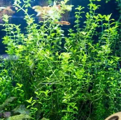 Plants for Fish Aquarium