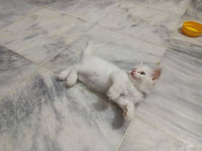 4 kittens