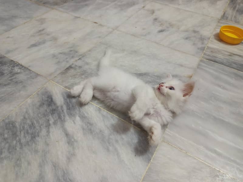 4 kittens 0