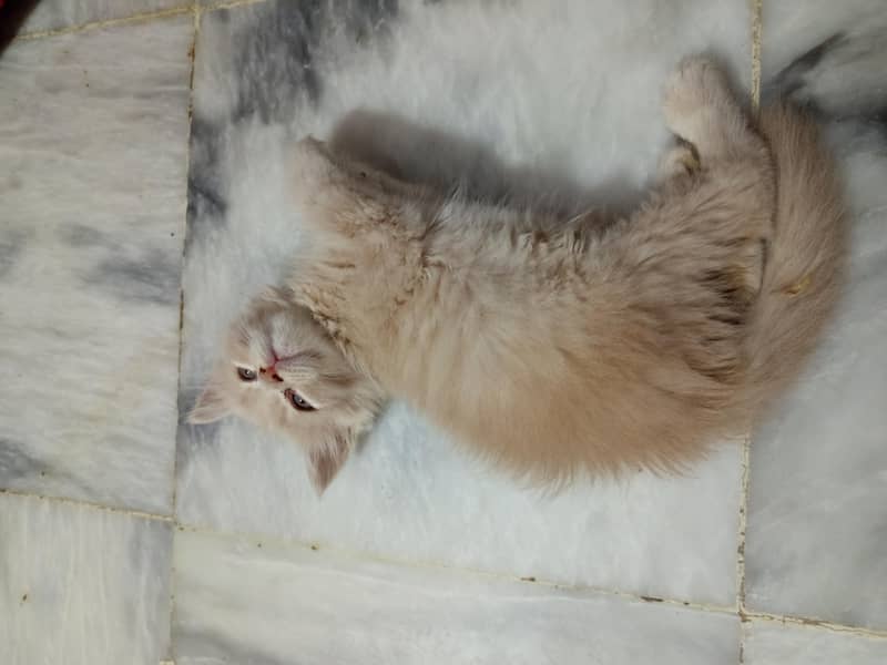 4 kittens 1