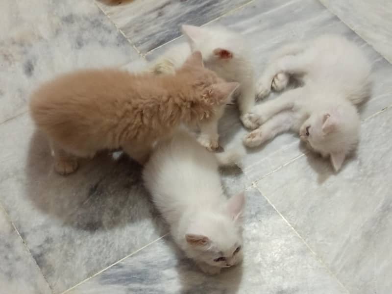 4 kittens 2