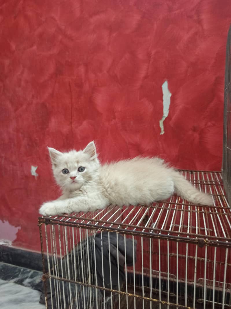 4 kittens 4