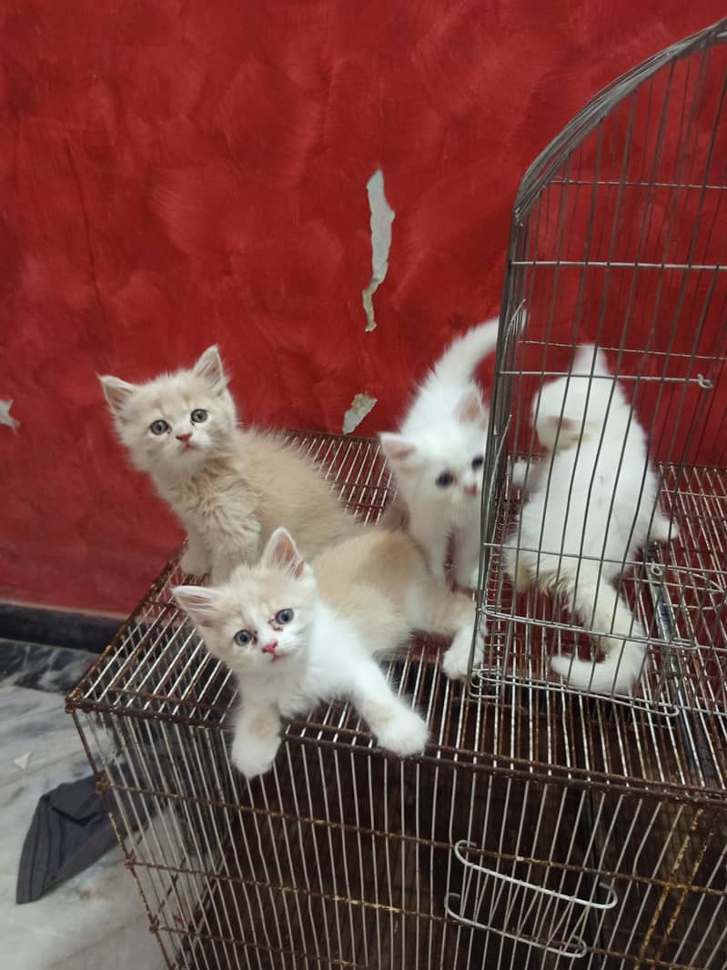 4 kittens 5