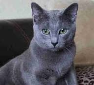 Russian Blue Cat