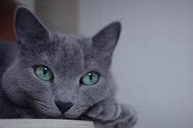 Russian Blue Cat