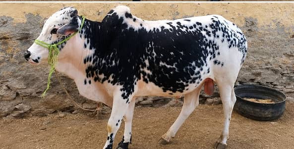 Bulls for Sale