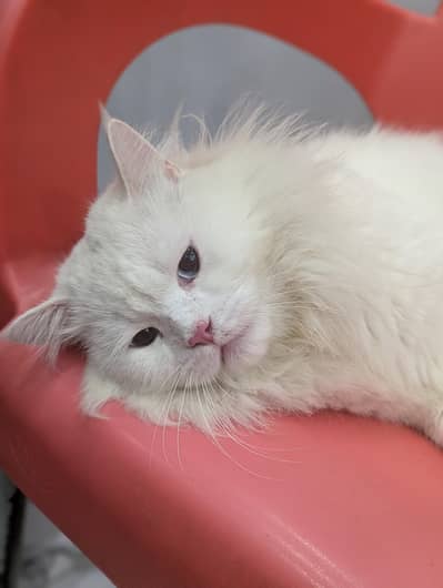 white Persian cat