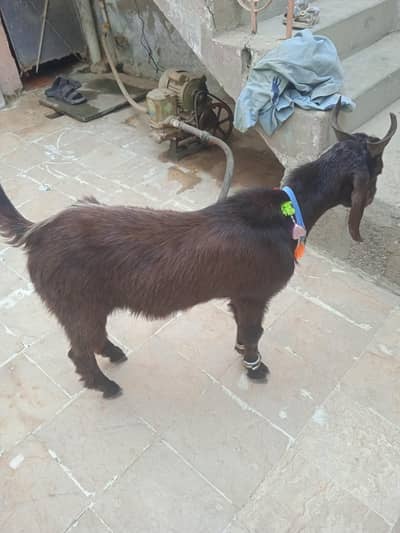 Bakra 2 dant