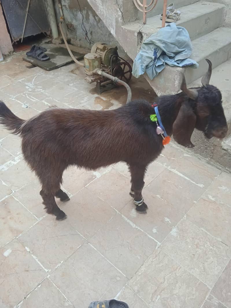 Bakra 2 dant 1