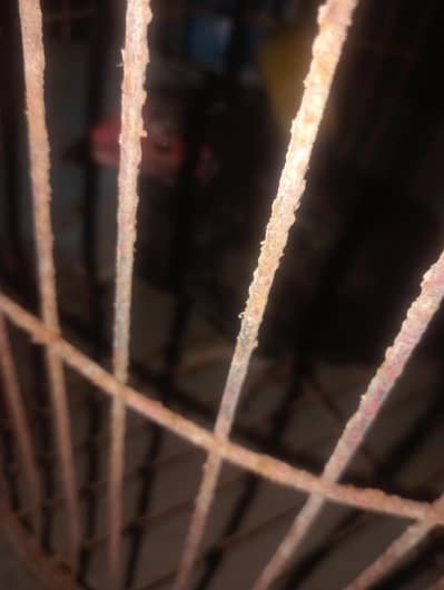aseel pthi for sale