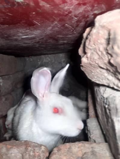Pure White Red Eyes Rabbit Breeder Pair
