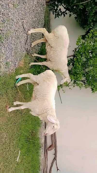 turkish dumba | sheep | fathejangi dumba | talagungi dumba