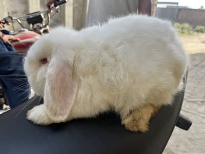 HOLLAND LOOP RABBIT MALE