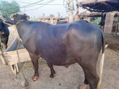 katta