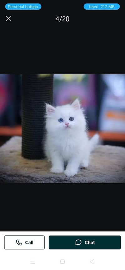 Persian kitten for sale
