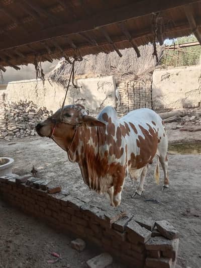 qurbani ke bail 03223077995