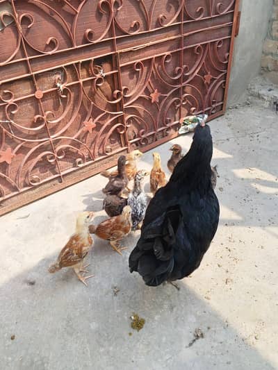 Australorp murghi with 10 Chicks
