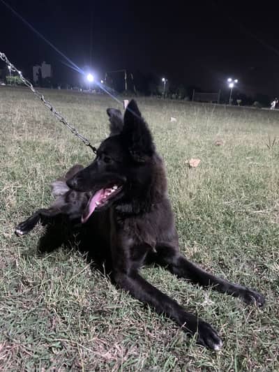 Black German Shepherd