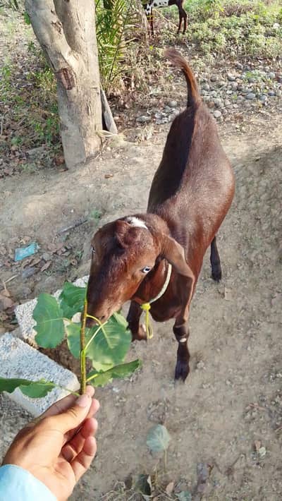 Bakra sale