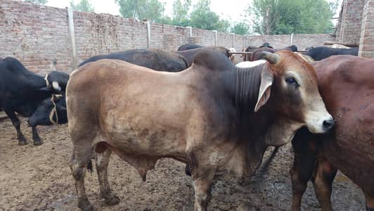 Qurbani Bulls/Vachha