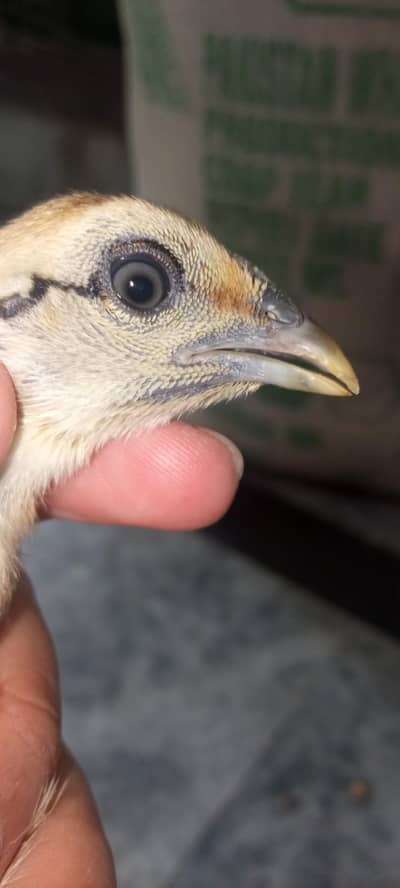 Dragon quality breed chicks