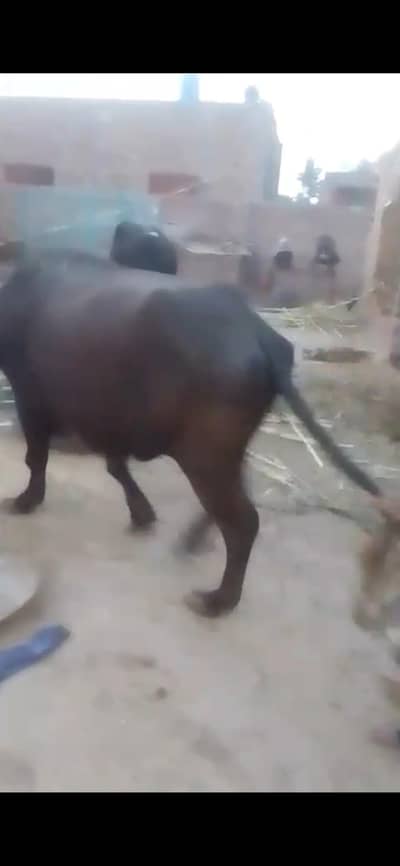 baffelow for sale