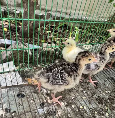 Turkey chicks