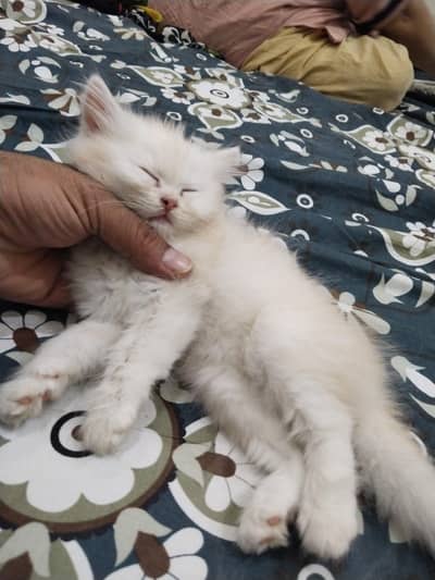 cat sale