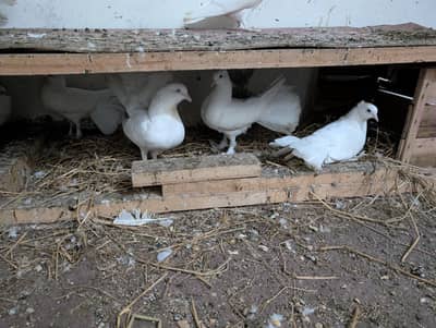 pigeons for sale all white tails fancy