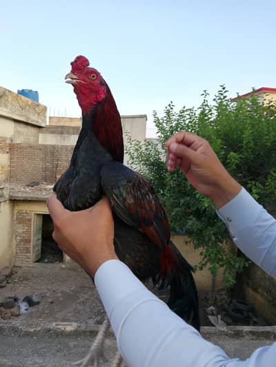 lakha male